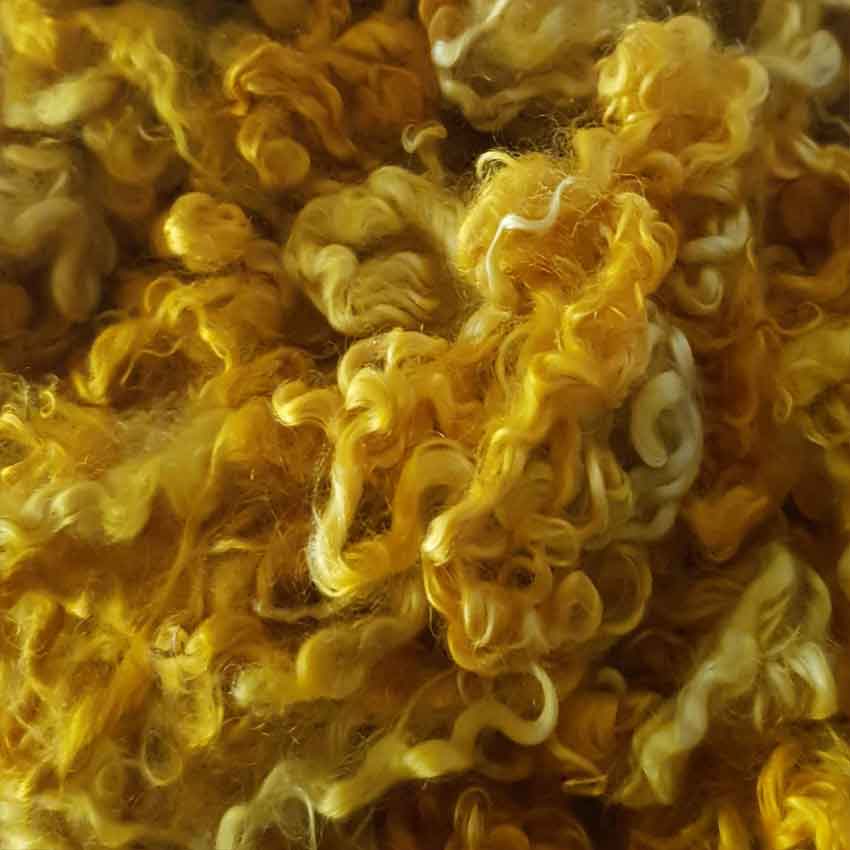 Close up of sunburst mohair curls showing very bright sunshine yellow colour